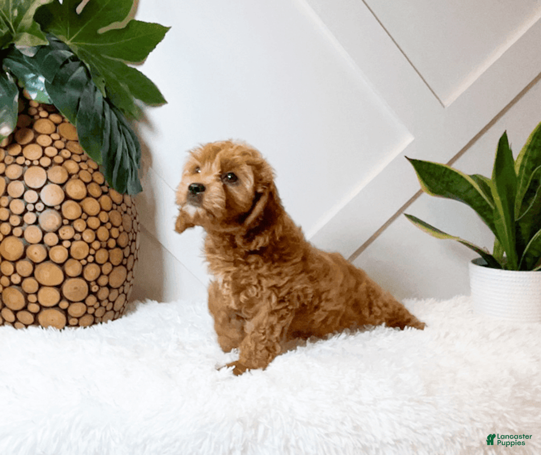 Cavapoo dogs for sale: Zaid - Image 2
