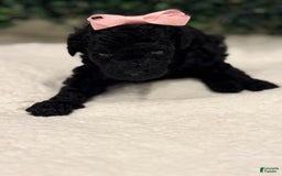 Miniature Poodle dogs for sale: Skye - Image 4
