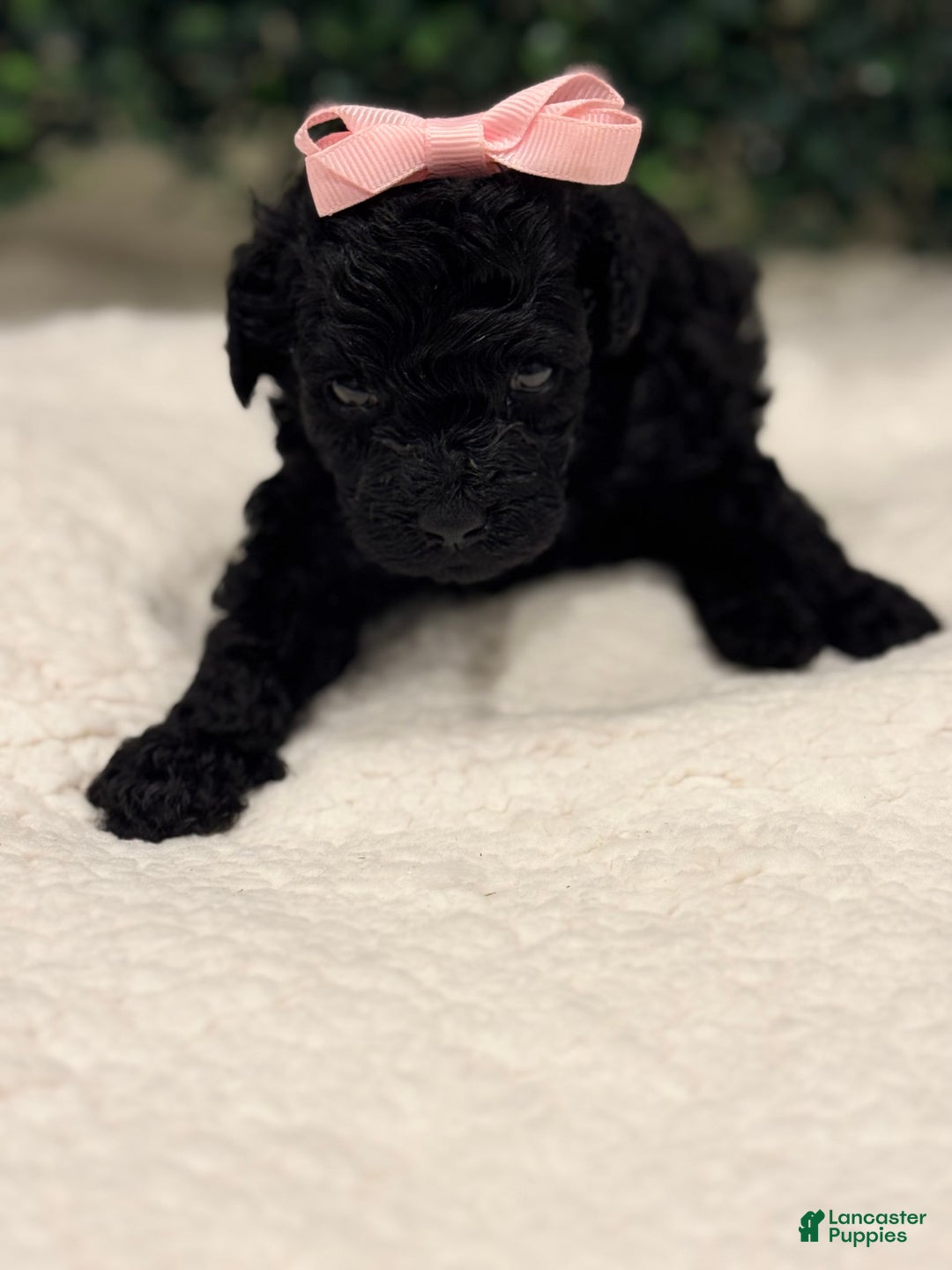 Miniature Poodle dogs for sale: Skye - Image 4