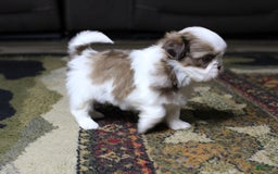 Shih Tzu dogs for sale: Max - Image 2