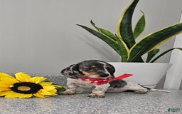 Dachshund dogs for sale: Miss Bailey - Image 7