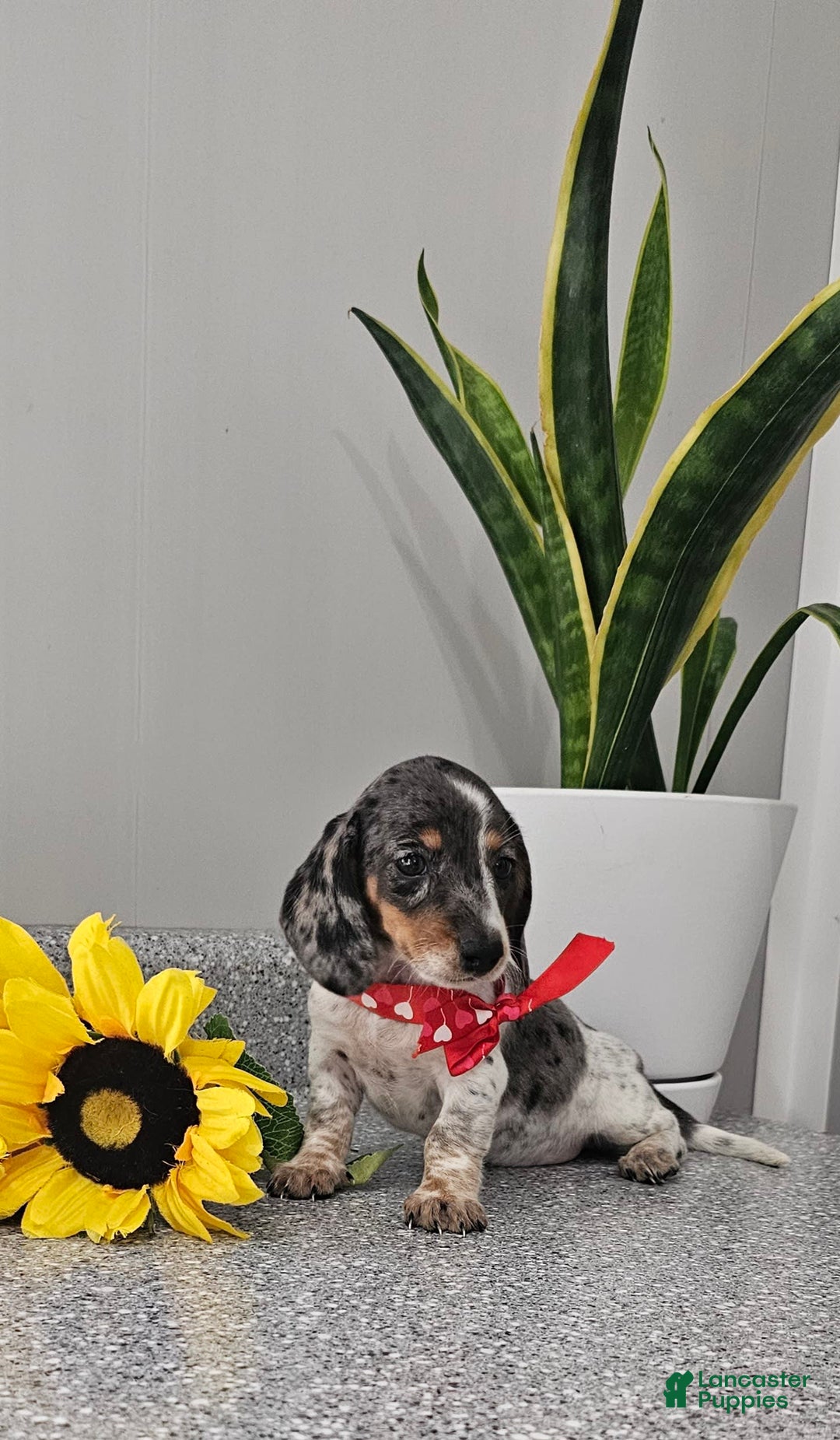 Dachshund dogs for sale: Miss Bailey - Image 7