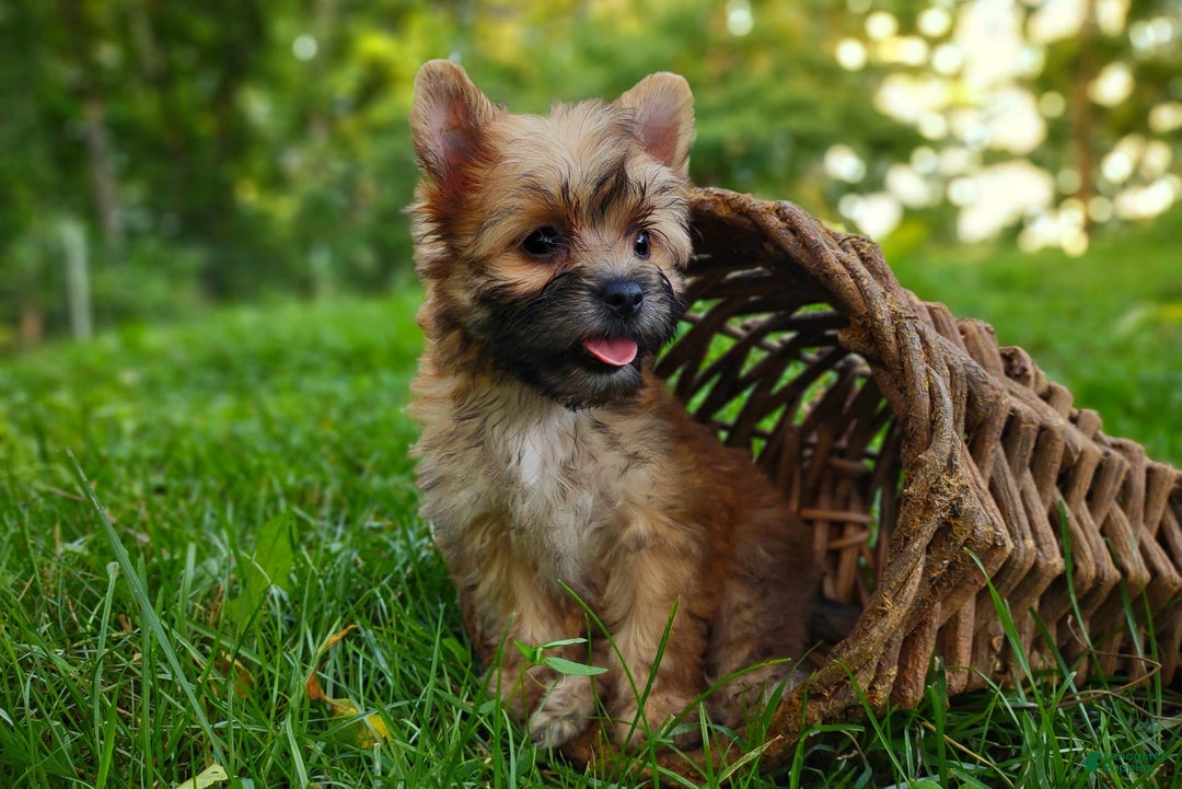 Morkie dogs for sale: Rare Gold Sable Firefly - Image 3