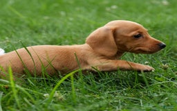 Miniature Dachshund dogs for sale: Nick - Image 22