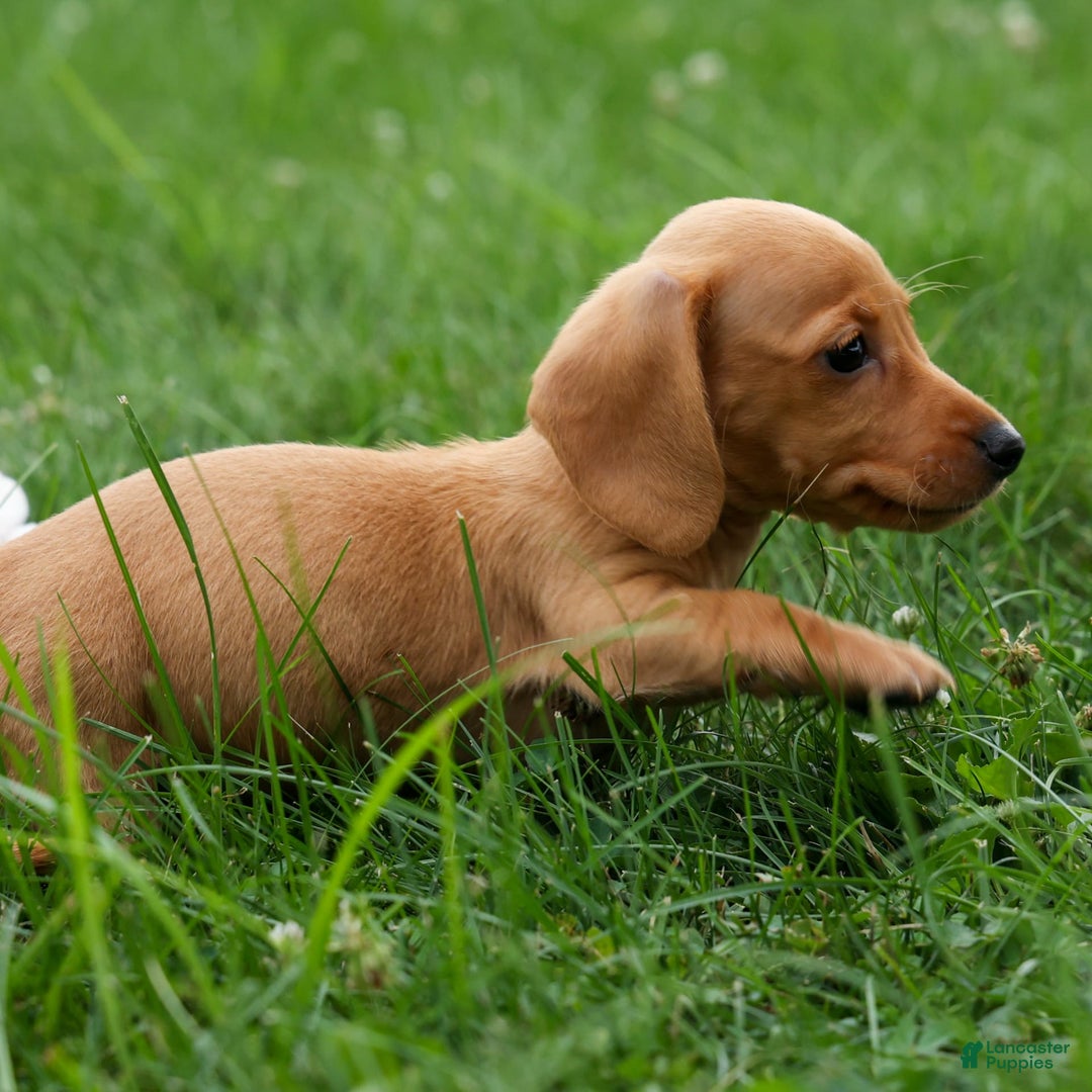 Miniature Dachshund dogs for sale: Nick - Image 22