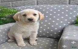 Labrador Retriever dogs for sale: Dakota - Image 2