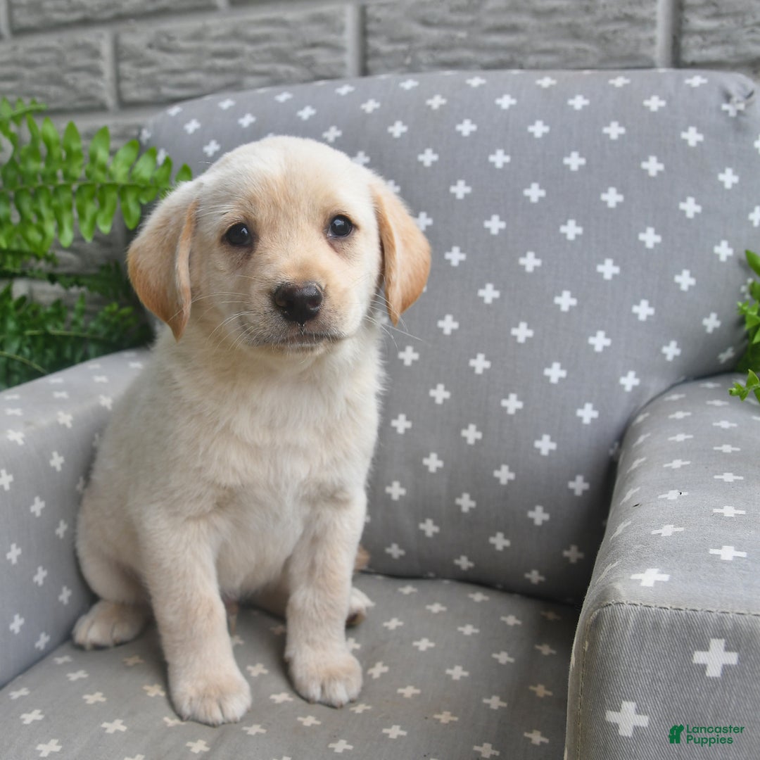 Labrador Retriever dogs for sale: Dakota - Image 2