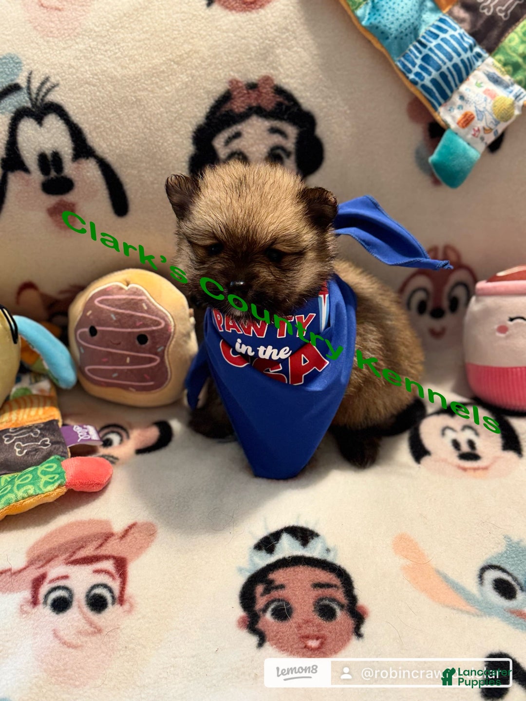 Pomeranian dogs for sale: Maximus - Image 4