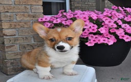Welsh Corgi Pembroke dogs for sale: Cole - Image 3