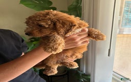 Toy Poodle dogs for sale: Duke - Image 1