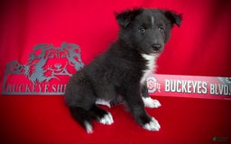 Shetland Sheepdog dogs for sale: Bi-black 8 - Image 4