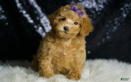 Maltipoo dogs for sale: Connie - Image 4