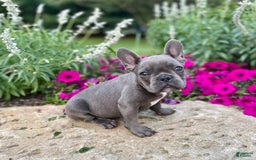 French Bulldog dogs for sale: Max - Image 7