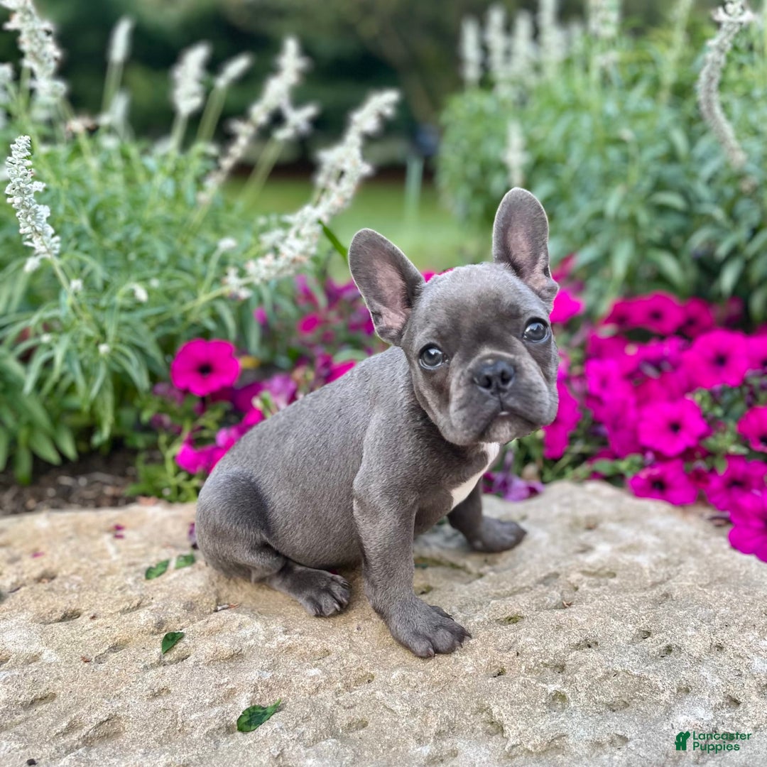 French Bulldog dogs for sale: Max - Image 7