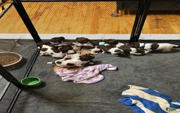 German Shorthaired Pointer dogs for sale: German Shorthaired Pointer 6 puppies - Image 22