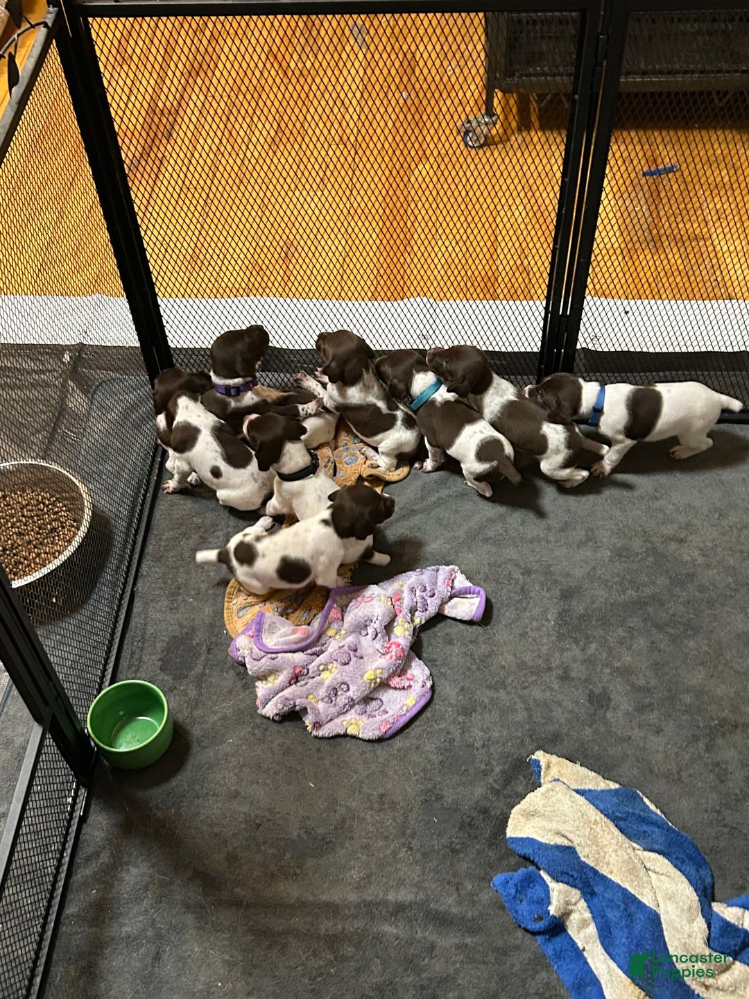 German Shorthaired Pointer dogs for sale: German Shorthaired Pointer 6 puppies - Image 22