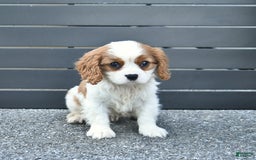 Cavalier King Charles Spaniel dogs for sale: Taylor - Image 5