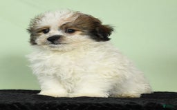 Bichon Frise dogs for sale: Malibu - Image 9