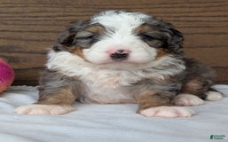 Mini Bernedoodle dogs for sale: Koda - Image 12