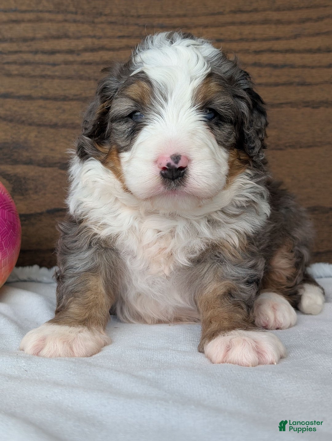Mini Bernedoodle dogs for sale: Koda - Image 12