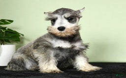 Miniature Schnauzer dogs for sale: Winston - Image 9