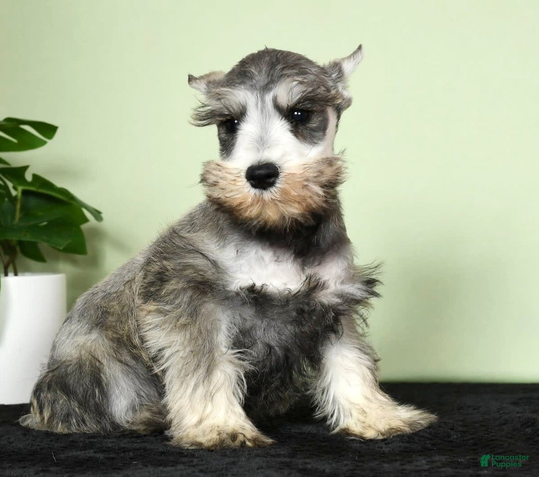 Miniature Schnauzer dogs for sale: Winston - Image 9
