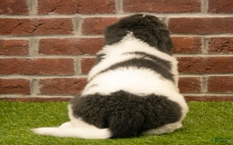 Newfoundland dogs for sale: Buster - Image 1