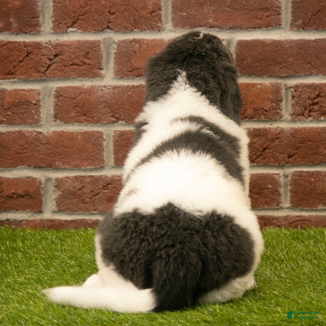 Newfoundland dogs for sale: Buster - Image 1