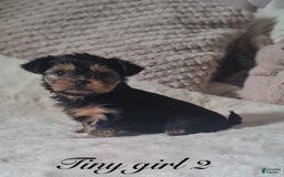 Yorkshire Terrier dogs for sale: Daisy - Image 4