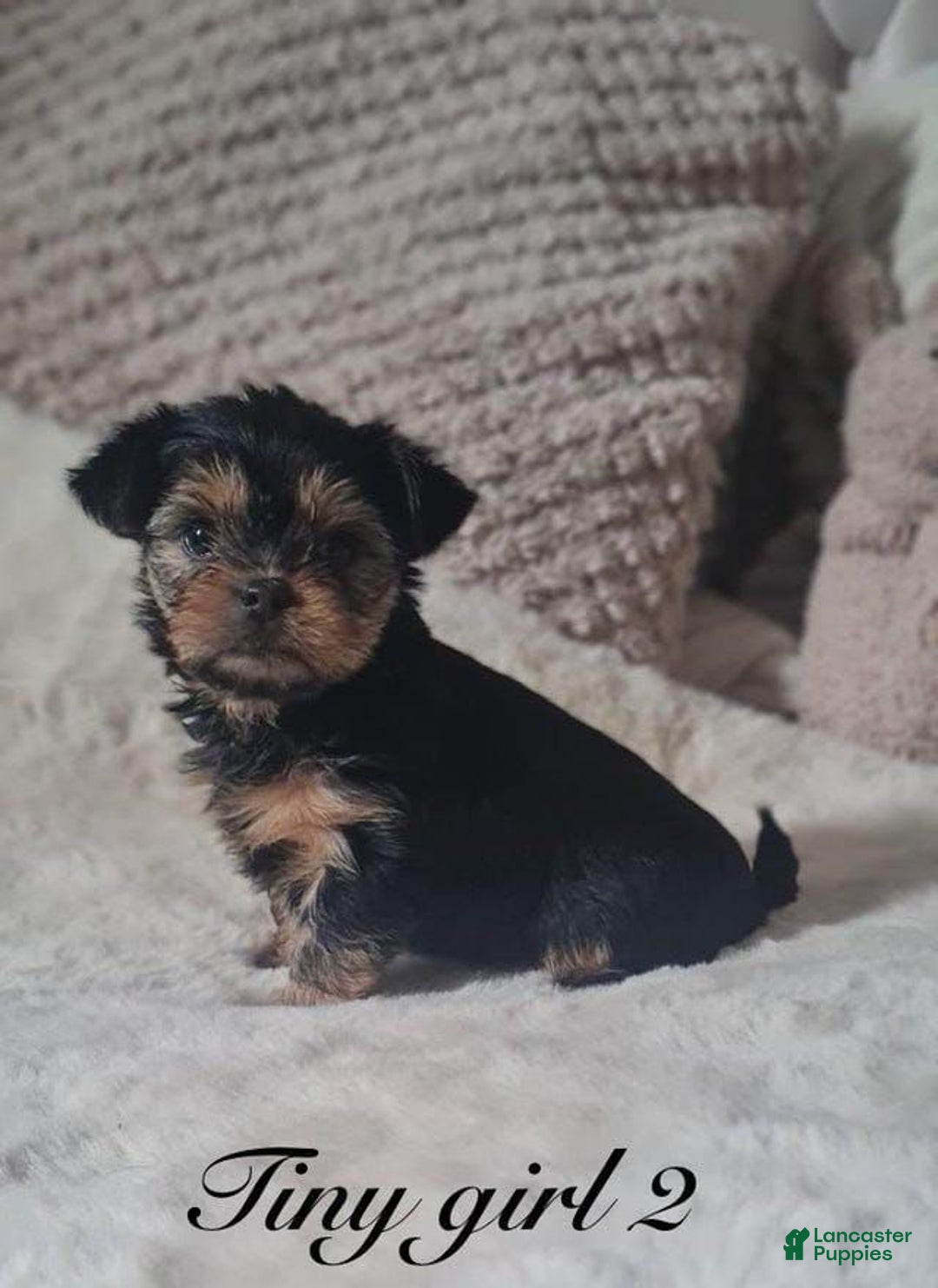 Yorkshire Terrier dogs for sale: Daisy - Image 4
