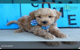 Maltipoo dogs for sale: Teddy - Image 1
