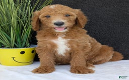 Goldendoodle dogs for sale: Zoey - Image 25