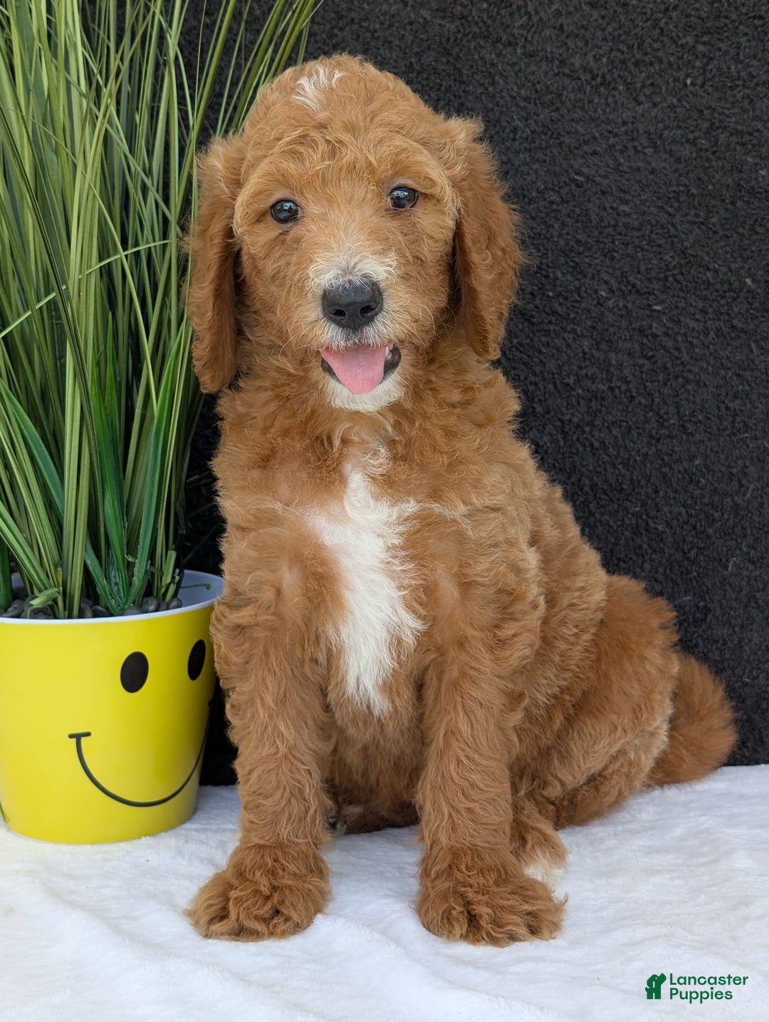 Goldendoodle dogs for sale: Zoey - Image 25