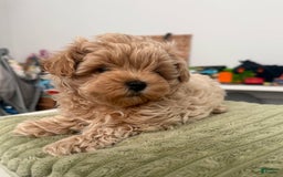 Maltipoo dogs for sale: Danny - Image 4