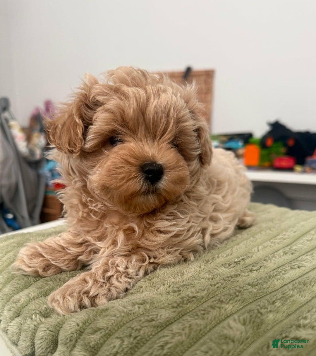 Maltipoo dogs for sale: Danny - Image 4