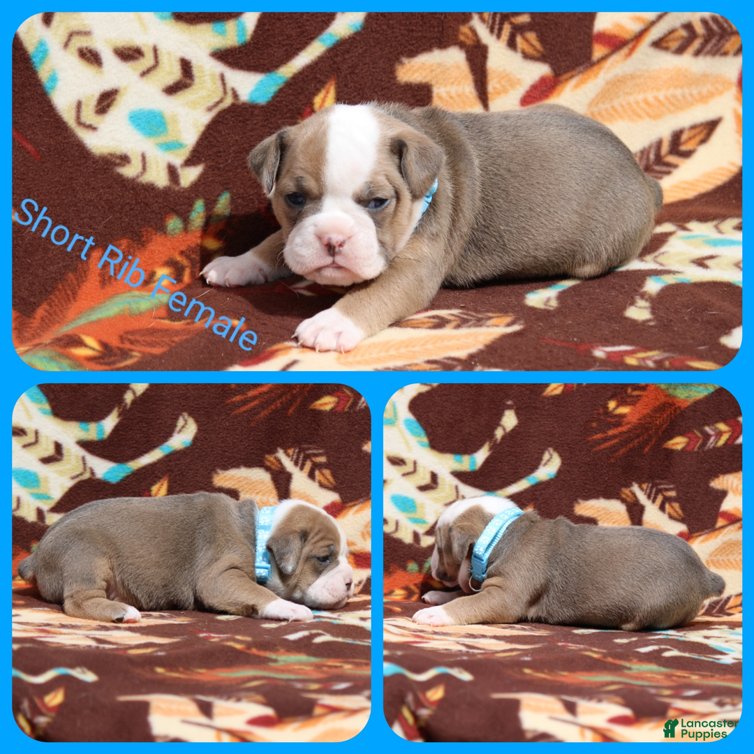 Olde English Bulldogge dogs for sale: Short Rib - Image 2
