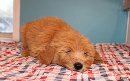 Mini Goldendoodle dogs for sale: Mack Mini - Image 11