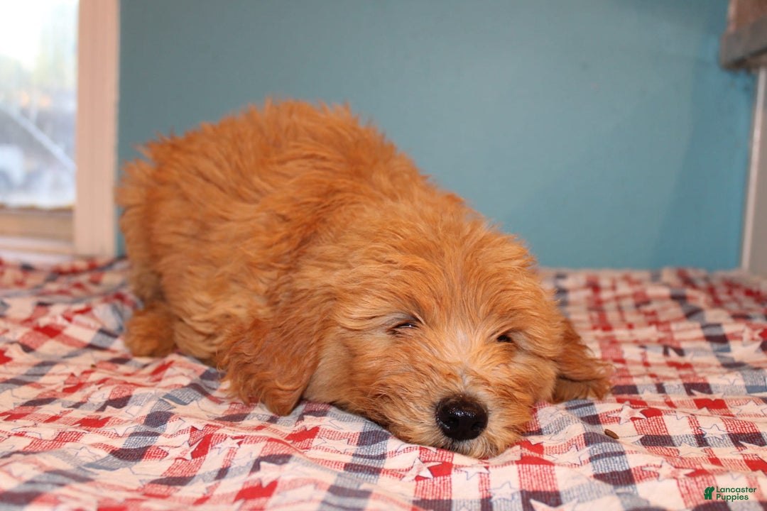 Mini Goldendoodle dogs for sale: Mack Mini - Image 11