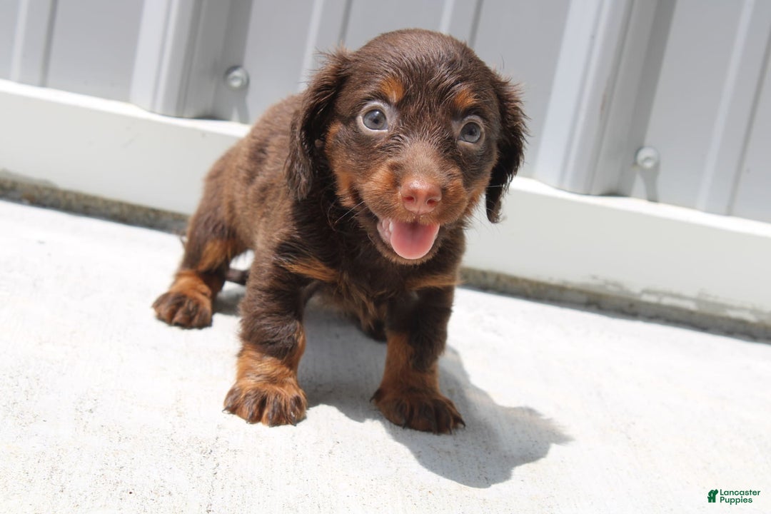 Dachshund dogs for sale: Anna Mini - Image 5