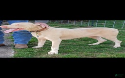 Doberman Pinscher dogs for sale: Pink Collar - Image 9