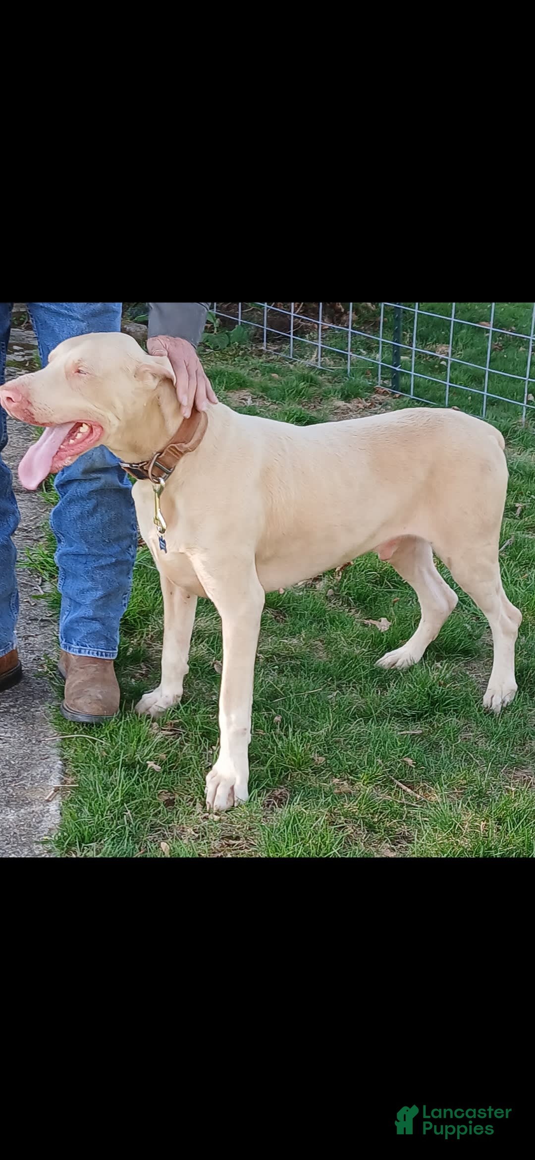 Doberman Pinscher dogs for sale: Pink Collar - Image 9
