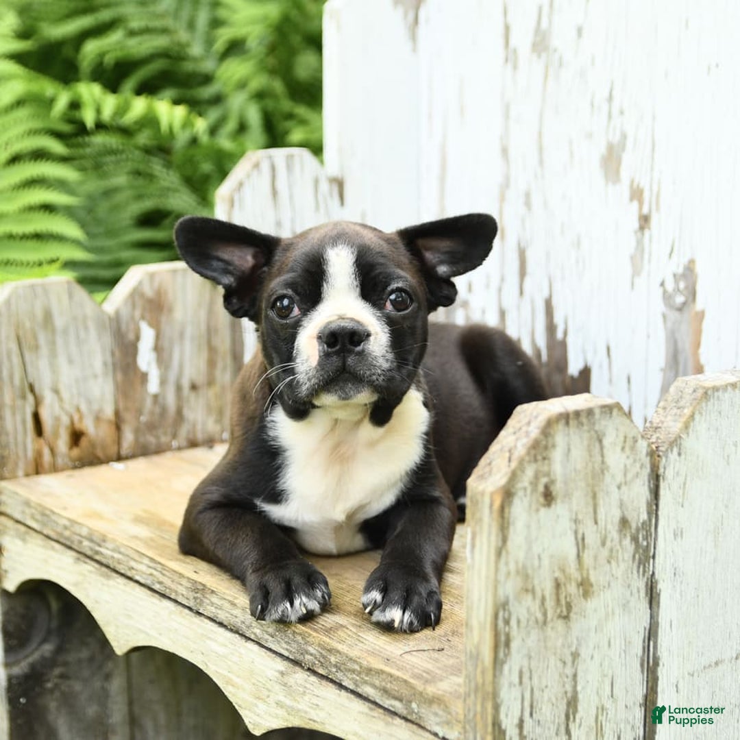 Boston Terrier dogs for sale: King - Image 5