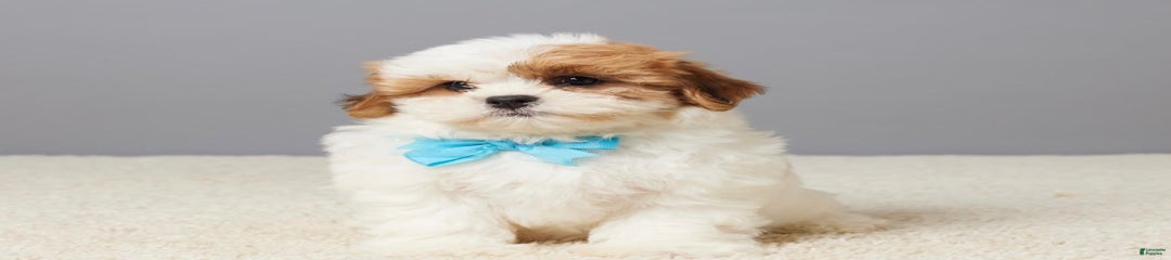 Cooper