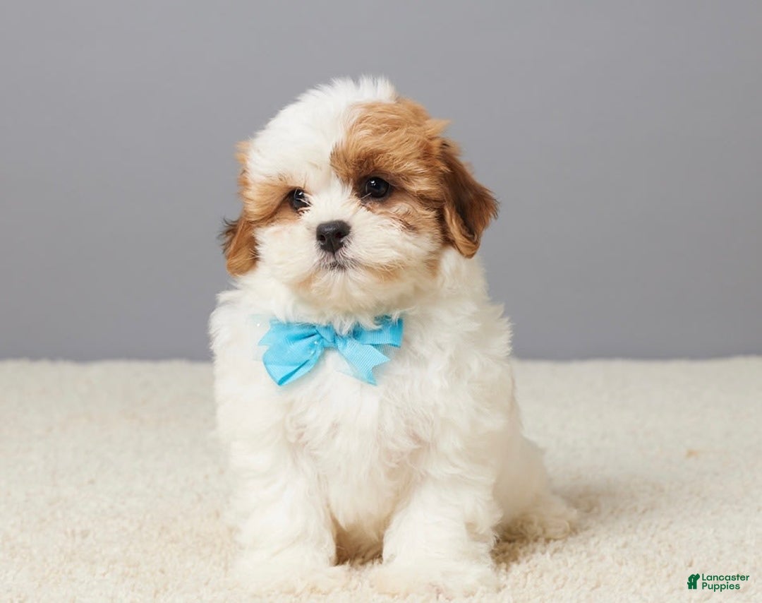 Teddy Bear dogs for sale: Cooper - Image 4