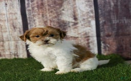 Shihpoo dogs for sale: Amy - Image 21