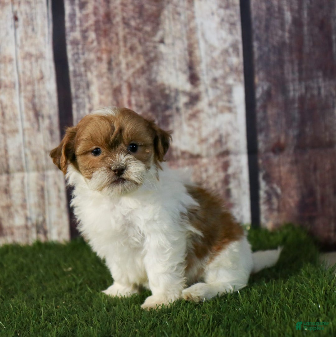 Shihpoo dogs for sale: Amy - Image 21