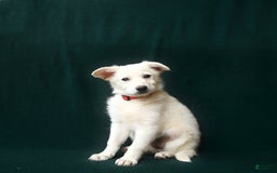 American Eskimo dogs for sale: Tessa - Image 1