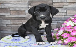 Great Dane dogs for sale: Sparky - Image 3