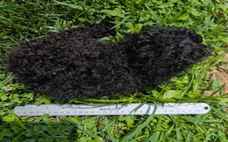 Toy Poodle dogs for sale: Toy Poodle 4 puppies - Image 21