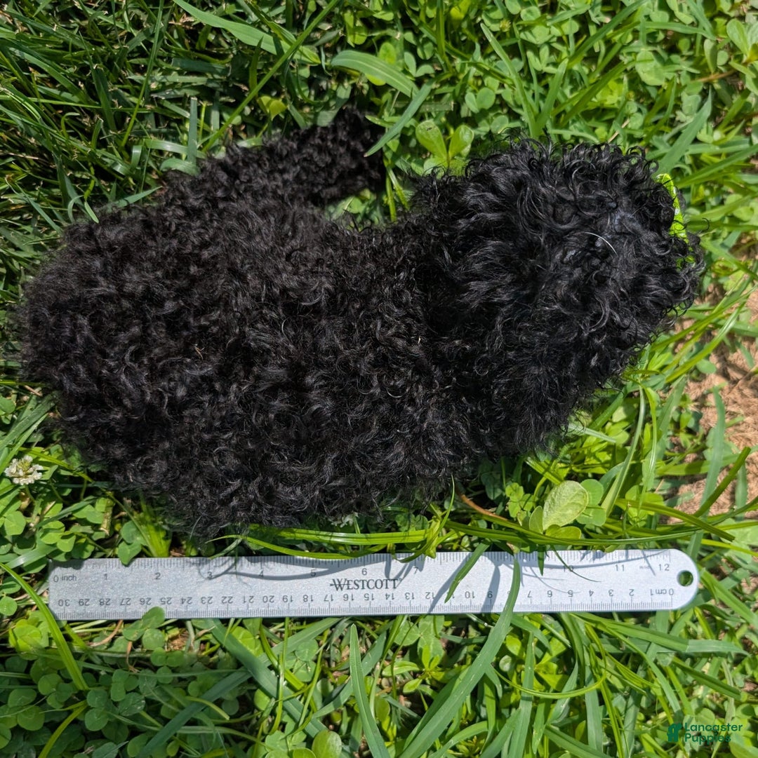 Toy Poodle dogs for sale: Toy Poodle 4 puppies - Image 21
